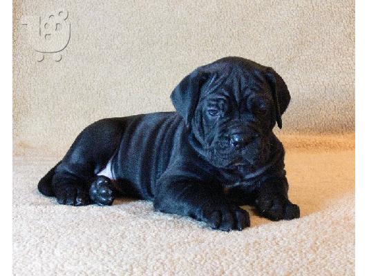PoulaTo: Cane Corso καθαροαιμα 6979314054 ΑΘΗΝΑ-ΘΕΣΣΑΛΟΝΙΚΗ- ΚΡΗΤΗ 6979314054